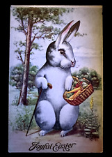 Cute bunny rabbit for sale  Saint Augustine