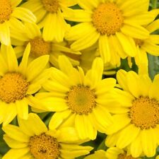200 bright yellow for sale  Spring City