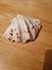 Clam shell seashell for sale  NEWCASTLE UPON TYNE