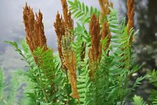 Giant fern xxl for sale  NORTHWICH