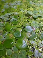 Floating plants freshwater for sale  BUDE