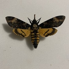 Entomologie acherontia atropos gebraucht kaufen  Marienmünster
