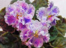 African violet plant for sale  Marriottsville