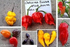 Semi peperoncino carolina usato  Sezze