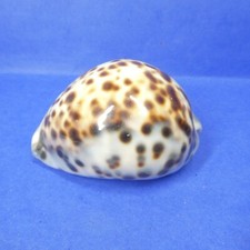 Cypraea tigris seashell for sale  Bremerton