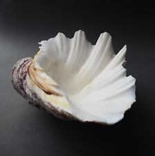 Grand coquillage bénitier d'occasion  France