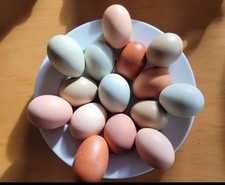 Bruteier bunt eastereggs gebraucht kaufen  Monheim