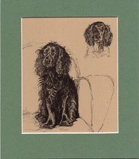 Cecil aldin cocker for sale  SPALDING