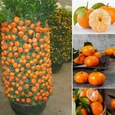 Dwarf orange bonsai for sale  Russell