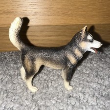 Male husky dog for sale  WALSALL