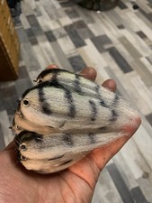 Hechtstreamer fliegenrolle fli gebraucht kaufen Hechtstreamer fliegenrolle fli gebraucht kaufen  Südlohn