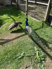 Three indian blue for sale  BALLYMENA