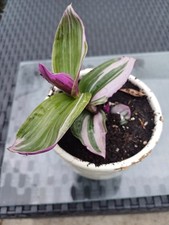 Rare tradescantia pink for sale  LIVERPOOL