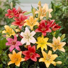 Easy grow lilium for sale  Milwaukee