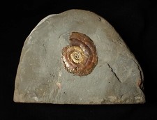 fossils for sale fossils for sale BRISTOL