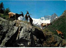 Animaux goats goats d'occasion  Expédié en Belgium