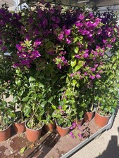 Bougainvillea säule pflanze gebraucht kaufen Bougainvillea säule pflanze gebraucht kaufen  Ludwigsburg
