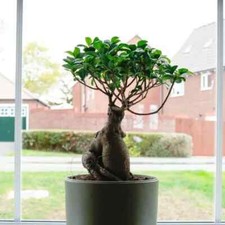 Bonsai ginseng 30cm for sale  BOLTON