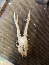 Roe buck skull for sale Roe buck skull for sale  INVERNESS