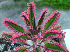 Kalanchoe pink butterflies for sale  Chula Vista