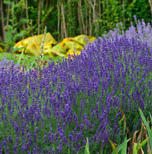 Echter lavendel hidcote gebraucht kaufen  Bad Zwischenahn