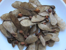 100 sycamore tree for sale  TRURO