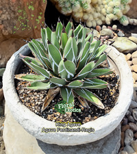 King agave ferdinandi for sale  West Covina