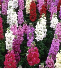 Stocks week mix for sale  SALTASH