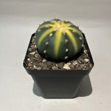 Astrophytum asterias yellow for sale  SLEAFORD