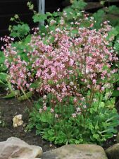 Saxifraga london pride for sale  MOLD