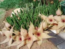 Stapelia gigantea stapelia usato  Napoli