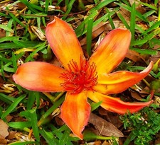 Bombax ceiba seeds for sale  Tucson
