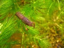 Cambarellus shufeldtii dwarf for sale  Fort Lauderdale