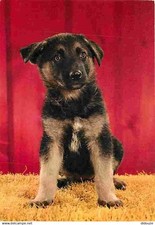 Animaux chiens berger d'occasion  Fruges