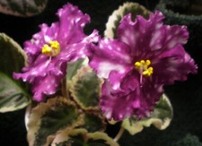 blooming houseplant for sale blooming houseplant for sale Thief River Falls