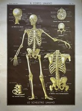 poster corpo umano usato  Montescaglioso