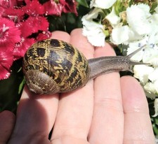 Large live helix for sale  Penn Valley
