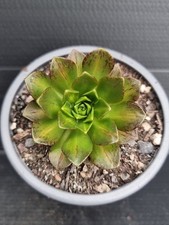 daisy roots for sale  KILMARNOCK