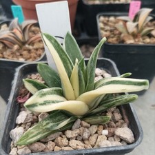 Haworthia hard leaf usato  Porto Cesareo