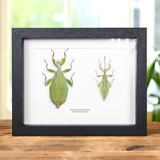 Autumn leaf insect usato  Spedire a Italy
