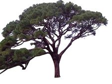 Mittelmeer pinie pinus gebraucht kaufen  Kallmünz