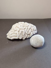 Skeleton brain coral for sale  BOSTON