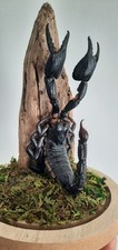 Curiosité taxidermie superbe d'occasion  Montpellier-