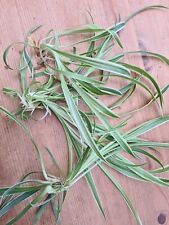 Spider plant babies for sale  SWADLINCOTE