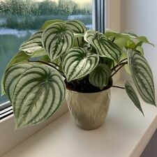 Seeds peperomia argyreia for sale  Spring City