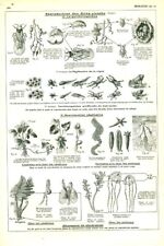 Antique biology document d'occasion  Expédié en Belgium