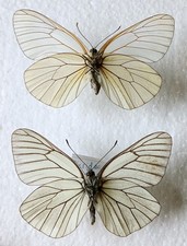 insect specimens for sale insect specimens for sale SLEAFORD
