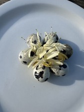 Texas quail great for sale  Franklinton