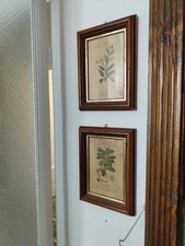 Quadri stampe botanica usato  Genova