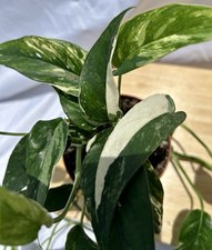 Albo pothos epipremnum for sale  Tampa